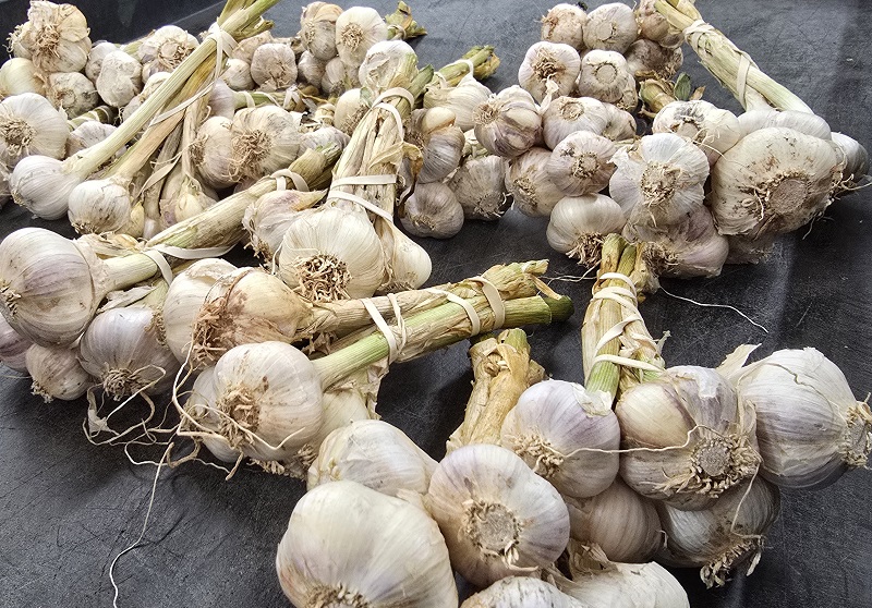 garlic
